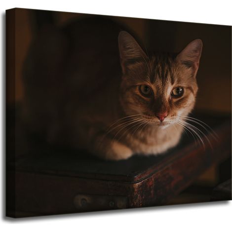 Leinwanddruck Tiere Hauskatze 50x40 cm