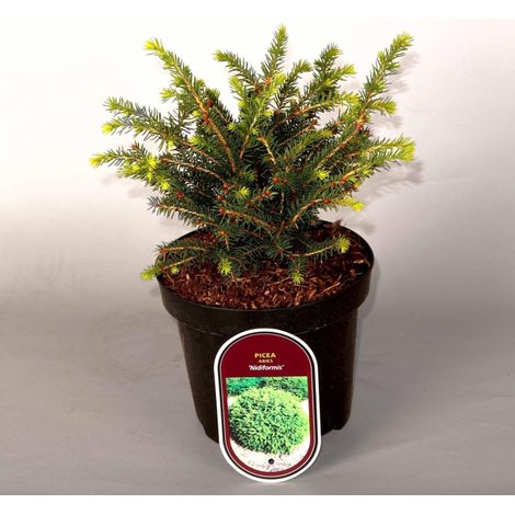 Épicéa commun Nidiformis - Picea abies Nidiformis Pot 2,5L (1/2)