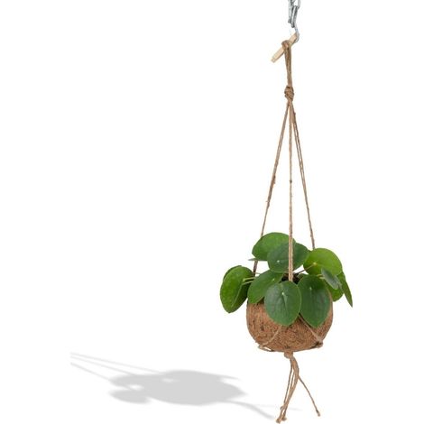 Pilea Peperomioides Plante d’intérieur décorative support feuillage vert - PANGIVO (1/5)