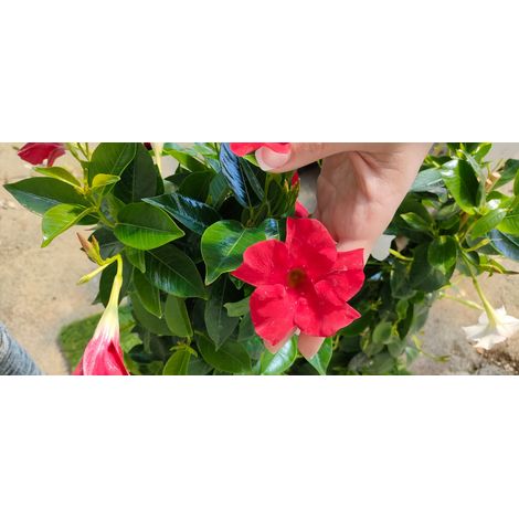 Vivaio Garden Forest – Dipladenia plante grimpante à fleurs rouges – Feuillage persistant brillant – Pour balcons et terrasses – Adaptée à la chaleur