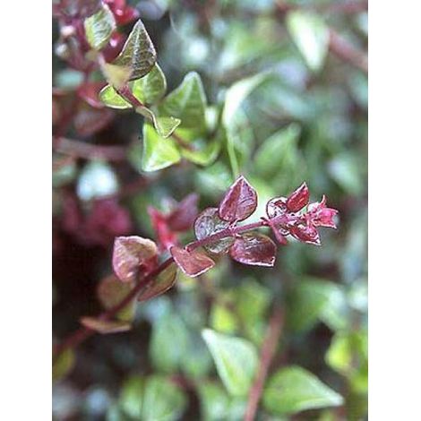 Chèvrefeuille à feuilles de buis 'Red Tips' Pot de 2L/3L (1/4)