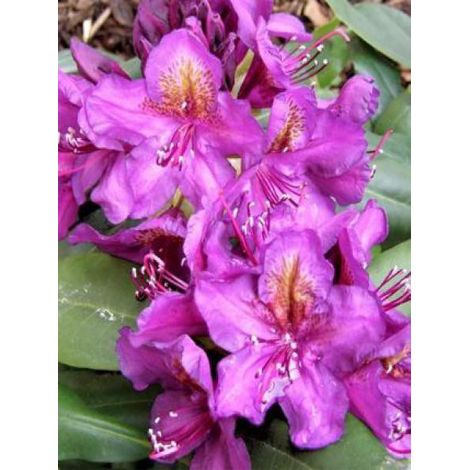 Rhododendron  'Marcel Menard' Pot de 12 cm / 13 cm (1/2)