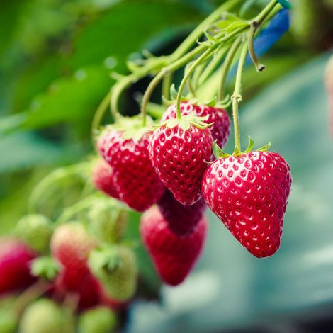 5 racines de Fraisiers Honeoye Rouge