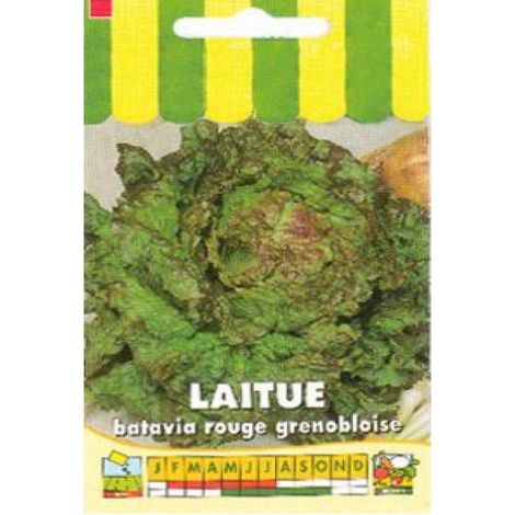 Laitue batavia 'Rouge Grenobloise' le sachet de 2500 graines (3g) (1/2)