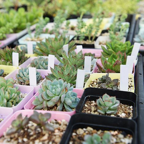 100 marqueurs de jardin en PVC blanc, étiquettes pour pots de plantes, piquets de semis, accessoires de pépinière (1/5)