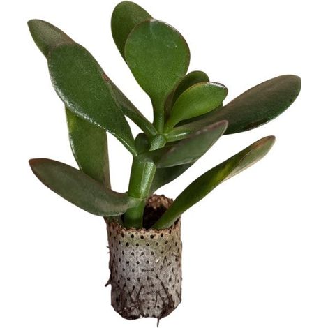 10 pezzi piante grasse Ovata Sunset - Crassula Hybrida IN VASO 10