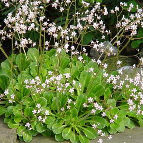 4 x Désespoir du peintre - Saxifraga urbium  - godet 9x9 cm