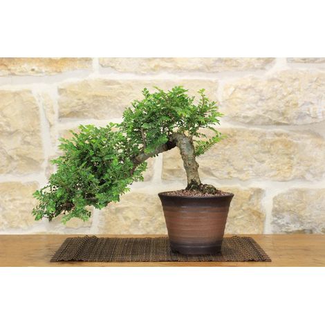 Bonsai di Olmo Parvifolia "Seiju" (90) (1/5)