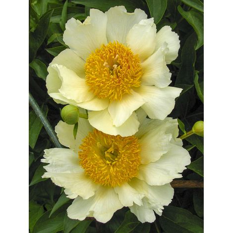 Pivoine de Chine 'Claire de Lune' Pot de 3L/4L