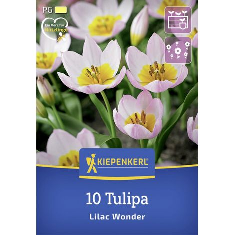 Kiepenkerl Herbstblumenzwiebel Wildtulpe Lilac Wonder 10 Stück (1/2)