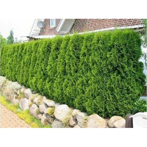 Tuia smeraldo "Thuja occidentalis Smaragd" pianta da siepe sempreverde in vaso ø28 cm h. 100/120 cm