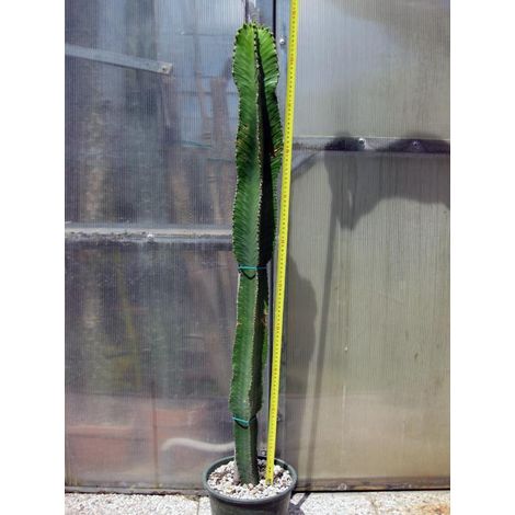Euphorbia eritrea 110 cm, cactus, pianta grassa