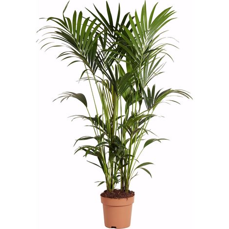 Bloomique - Howea Forsteriana - Kentia Palm - Plante d'intérieur XXL - Purificateur d'air - Convient aux animaux - Hauteur 150-170 cm - Pot de 27 cm