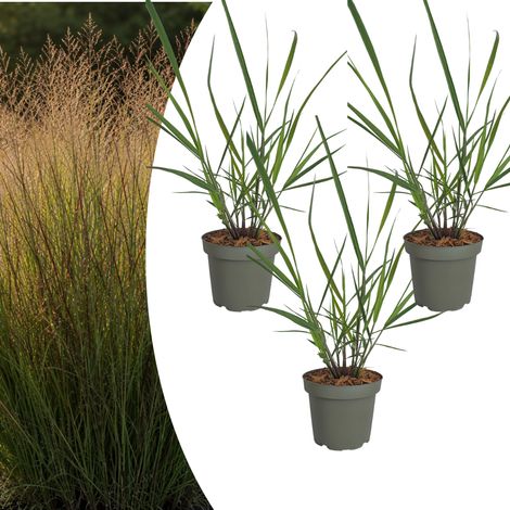 Lot de 3 Panicum virgatum 'Rotstrahlbusch' Graminée Ornementale Couleurs d'Automne Pot 12 cm - PANGIVO (1/5)