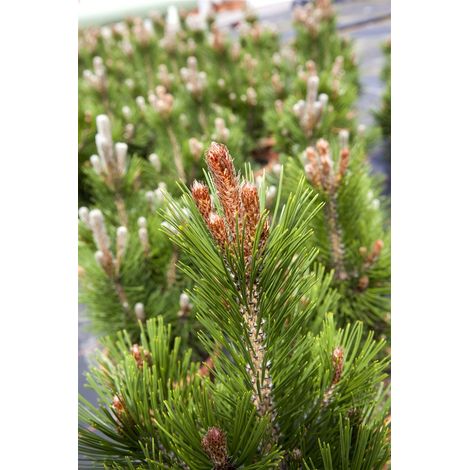 Pinus heldreichii 'Little Dracula' P 1,5 12- 15 Bosnische Zwergkiefer
