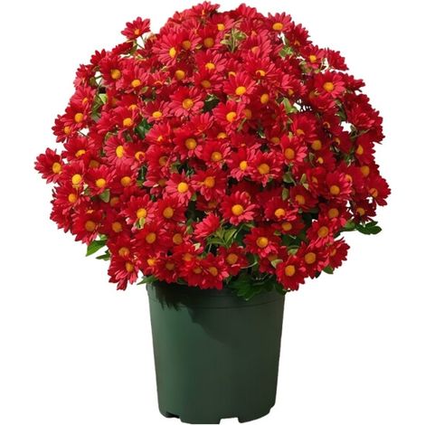 Künstliche Chrysanthemen, eine Herbstsimulation in Burgund