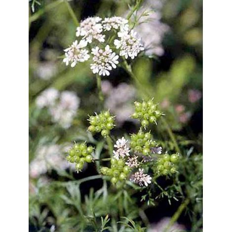 Coriandre le sachet de 120 graines (2g) (1/5)