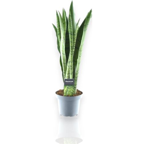 Gardenaria Sansevieria trifasciata 'Spearmint' - Pianta da interno ornamentale - Altezza: 55 cm (vaso 14) (1/5)