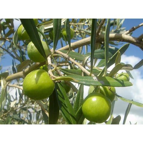Vivaio Garden Forest – Plante d'olivier Nocellara del Belice H 180cm – Arbre fruitier autostérile – Rendement correct pour huile et olives de table