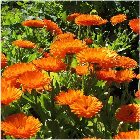 Souci (Calendula officinalis) – 50 graines – Fleurs annuelles – Floraison longue – Plante médicinale et mellifère (1/4)