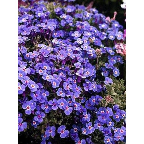 Aubriète 'Cascade Blue' Godet de 8/9 cm