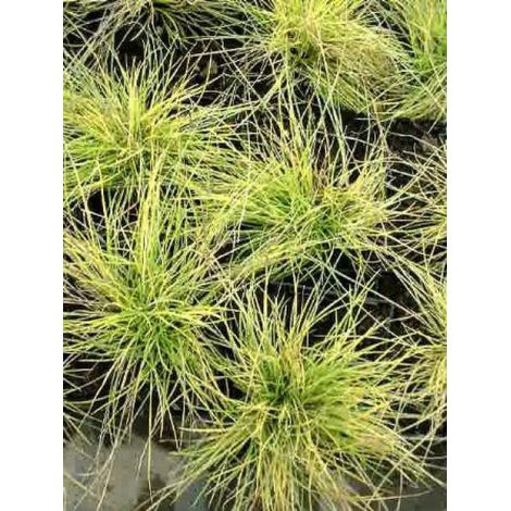 Fétuque bleue 'Golden Toupee' Godet de 8/9 cm (1/2)