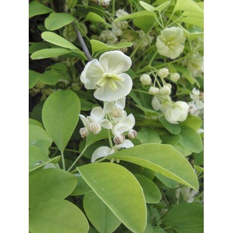 Akébie 'Alba' Pot de 3L/4L (1/3)