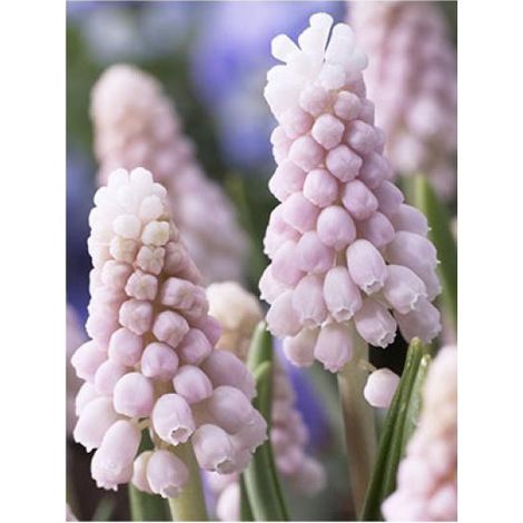 Muscari 'Pink Sunrise' Bulbe calibre 6+ (par 5) (1/3)
