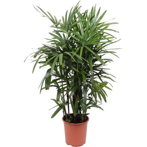 Rhapis Excelsa - Palmier-dame - Plante d'Intérieur Purificatrice d'Air - H120 cm - Ø27 cm - PANGIVO (1/4)