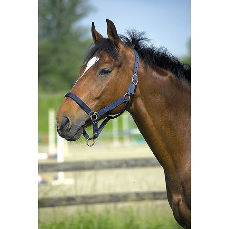 Ensemble licol et longe 'Club' marine pour cheval
