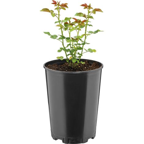 Garronda Blumentopf rund Kunststoff Ø16 x 20,5 cm (3L) mit Drainagelöchern Pflanztopf robustes PP Pflanzgefäß für Garten Gewächshaus Balkon Anzucht Innen Außenbereich Schwarz GD-0204