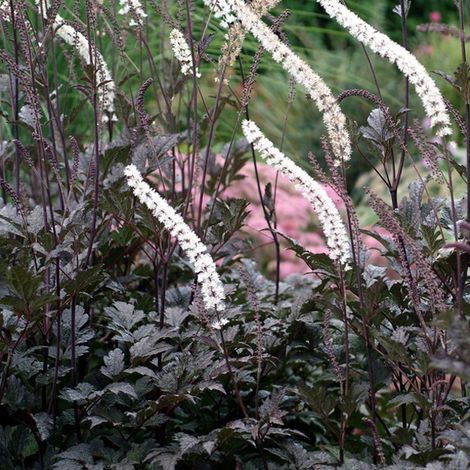 4 x Actée à grappes  - Actaea racemosa 'Atropurpurea'  - godet
