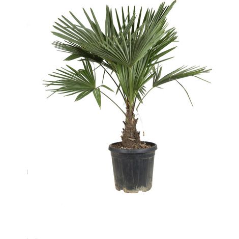 Palmier chanvre Trachycarpus fortunei 30/40cm
