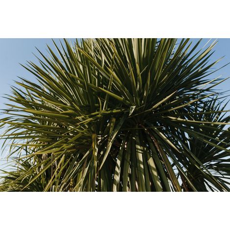 YUCCA GLORIOSA VARIEGATA POT 24 (1/3)