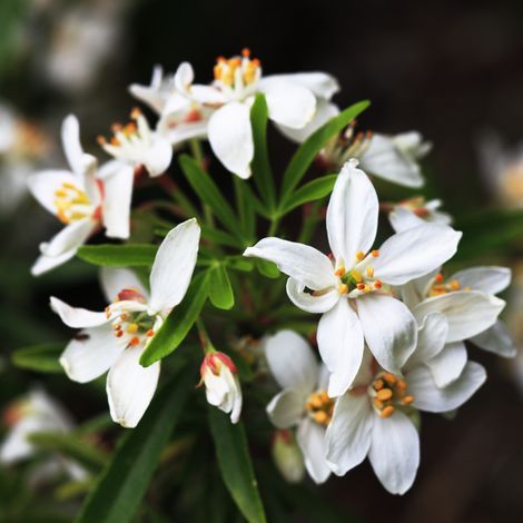 Oranger du Mexique - Choisya Ternata White Dazzler 50cm (1/5)