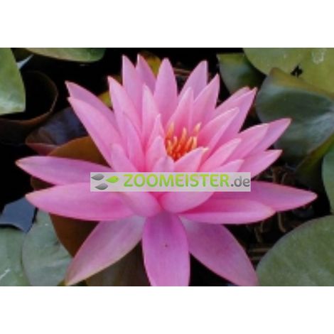 Nénuphar Rose Arey, rustique, rose saumon - rhizome, plante de bassin
