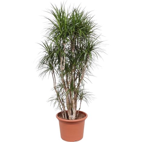 Dracaena Marginata Ramifié - Plante d'Intérieur Dragonnier Vert et Rouge - 220 cm - ø40 cm - PANGIVO