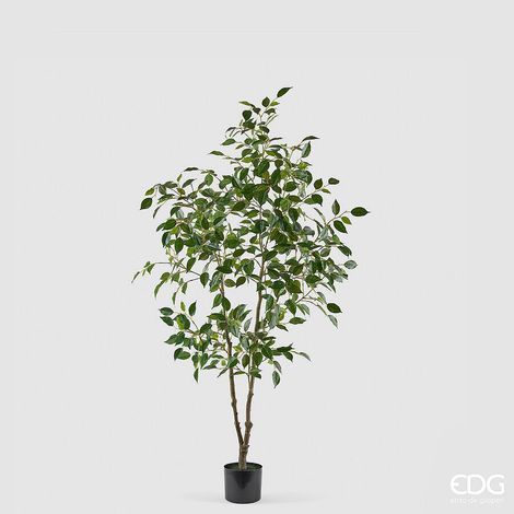 EDG Enzo De Gasperi Pianta Artificiale Ficus Vogue con Vaso H 150 Cm – Pianta Decorativa Realistica Design Moderno
