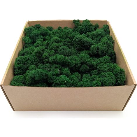 Mousse de renne alpine nettoyée, vert forêt, 50 g net