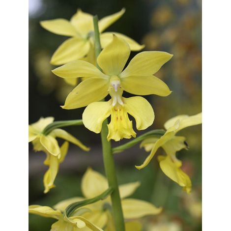 Orchidée terrestre à fleurs jaunes Pot de 1L/1,5L
