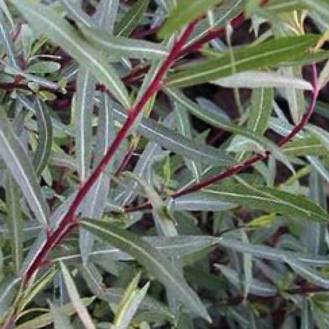 Saule pourpre - Salix purpurea 'Nana' - 30-40 cm pot (1/4)