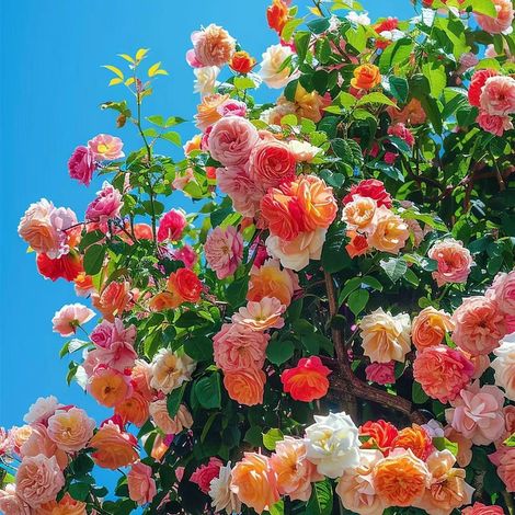 600 graines de rosier grimpant – Parfait pour jardin et clôtures, attire abeilles, papillons et repousse moustiques (1/5)
