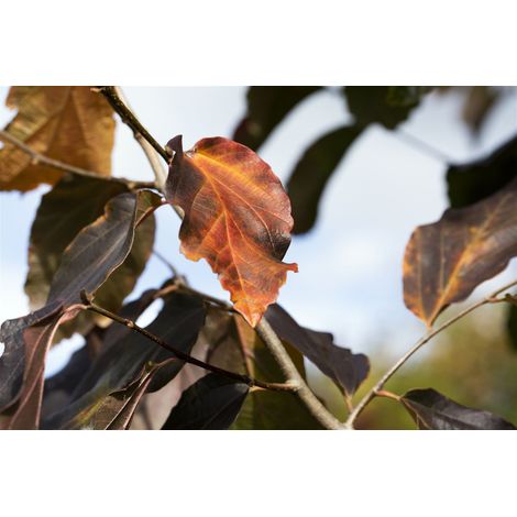 Eisenbaum 'Vanessa' Parrotia persica 'Vanessa' 10 L 100- 125 (1/3)