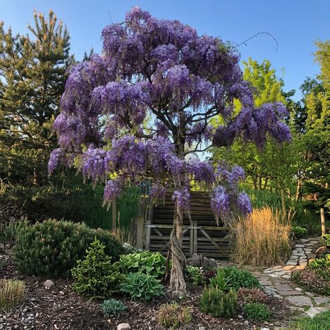 Glicine Alberello Innestato Wisteria Vaso Ø38cm H250cm Colori Casuali (1/4)