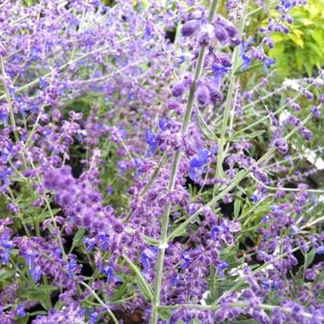 Sauge d'Afghanistan 'Little Spire' - 30-40 cm pot (1/4)
