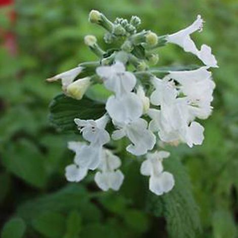 4 x Herbe à chat - Nepeta 'Snowflake'  - godet 9x9 cm (1/4)