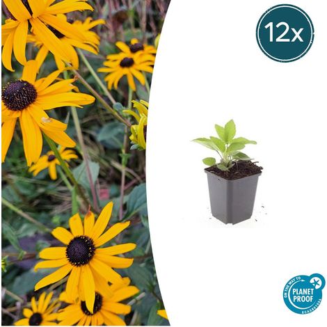 Lot de 12 Rudbeckia fulgida 'Goldsturm' Vivace à Fleurs Jaune Doré pour Massif ↕10-25cm Ø9cm - PANGIVO (1/5)