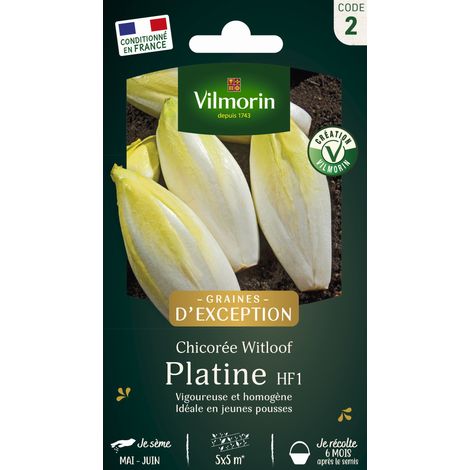 Vilmorin - Chicorée Witloof Platine (1/3)