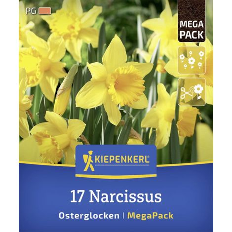 Kiepenkerl Herbstblumenzwiebel Mega-Pack Osterglocken 17 Stück (1/2)