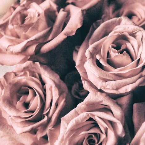 Tableau fleuri rose pour chambre | Tableau sur toile fleurs sur fond noir | Tableau printemps roses idéal pour salle de bain - 0,5 x 0,5 m (1/2)